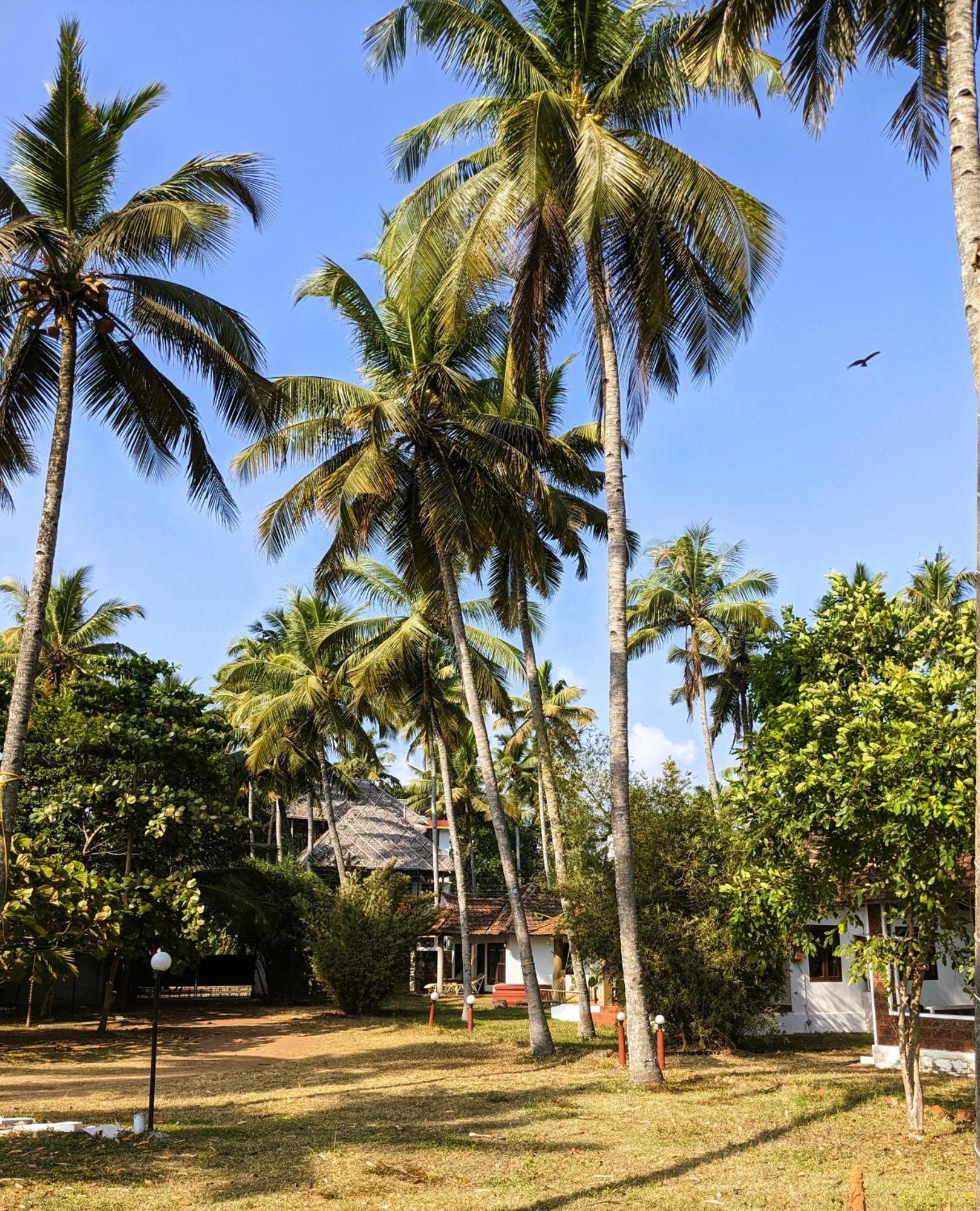 Baycliff Cottages Varkala Eksteriør billede